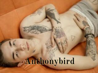 Anthonybird