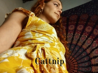 cattnip Films 2 Q