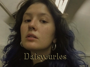Daisycurles