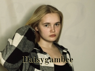 Daisygambee
