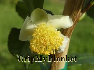 GripMyBlanket