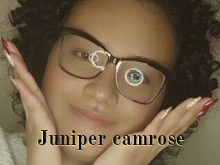 Juniper_camrose