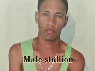 Male_stallion