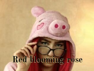Red_blooming_rose
