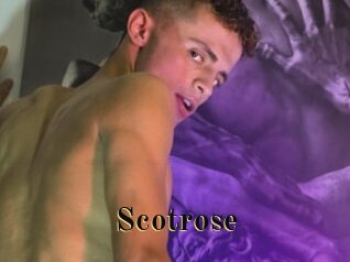 Scotrose