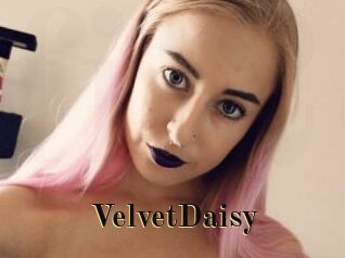 VelvetDaisy